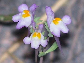 Differenza tra 2  Linarie - Linaria reflexa